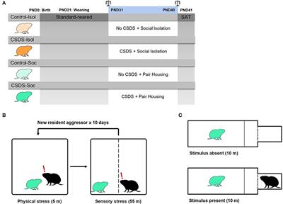 Synergistic consequences of early-life social isolation and chronic stress impact coping and neural mechanisms underlying male prairie vole susceptibility and resilience